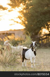 Goats grazing in beautiful sunset light filtering down on the field