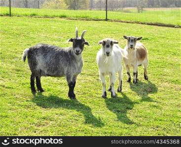 goats in the farm