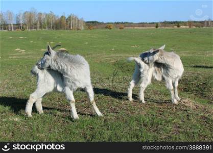 goats scratching themself simultaneously on the pasture. sheep and goat grazing on the green grass of pasture