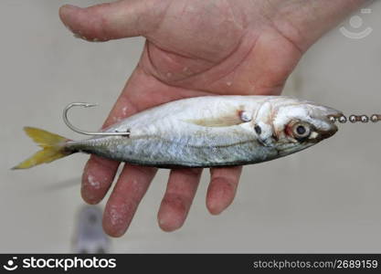 goggle eye mackerel live bait fish hook tackle on fisherman hands