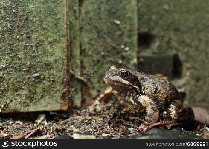 Goggle-eyed Toad