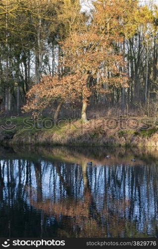 gold and brown colors in forest n holland with reflection in the water