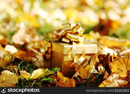 Gold box in leaves