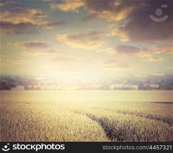 Gold cereals field on sky background, retro toned