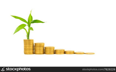 gold coins and plant isolated on white