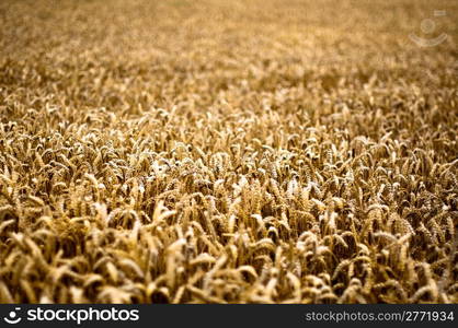 gold corn field in bright sun light