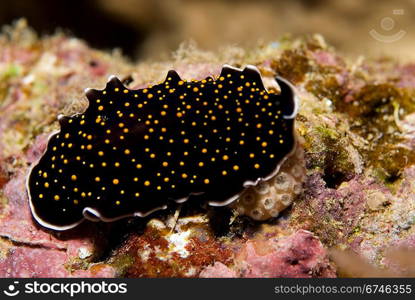 Gold-dotted Flatworm (Thysanozoon sp.)