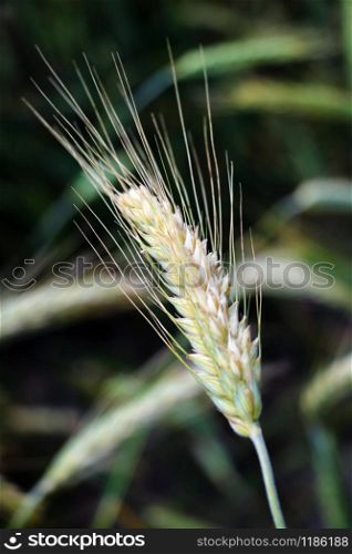gold ears of wheat under sky. soft focus on field. gold ears of wheat under sky. soft focus on field.