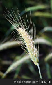 gold ears of wheat under sky. soft focus on field. gold ears of wheat under sky. soft focus on field.