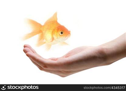 gold fish at human hand isolated on white