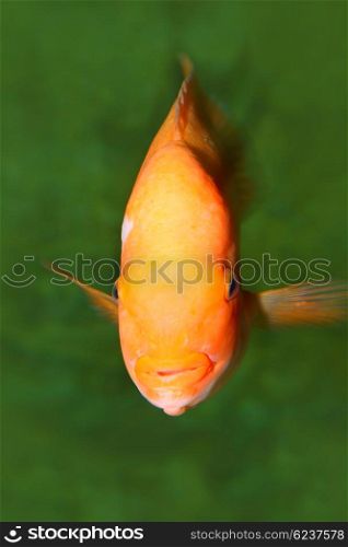 Gold fish. beauty of marine life
