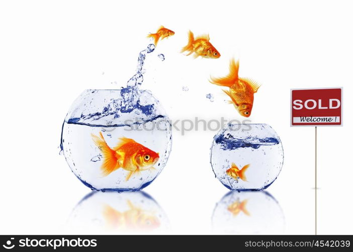 gold fish in a fishbowl with sign of sale