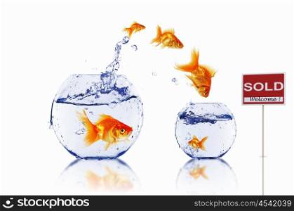 gold fish in a fishbowl with sign of sale