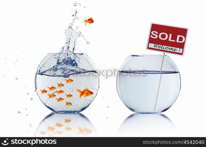 gold fish in a fishbowl with sign of sale