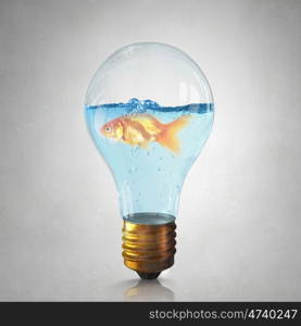 Gold fish in bulb. Gold fish swimming in clear blue water