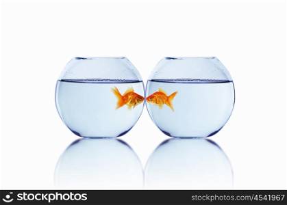 gold fish in love in a fishbowl