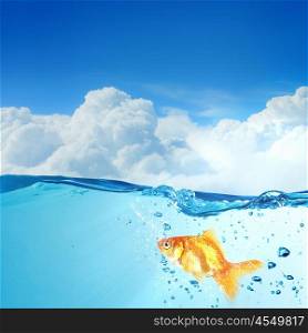 Gold fish in water. Gold fish swimming in clear blue water