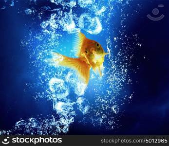 Gold fish in water. Gols fish swim in clear blue water