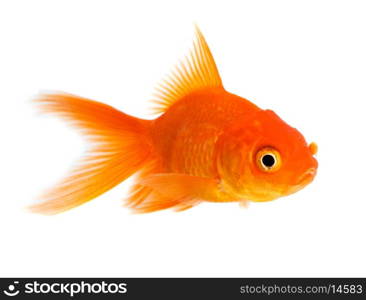 Gold fish isolated on a white background.