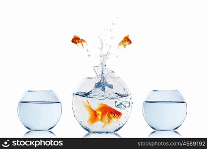 gold fish jumping out of water in fishbowl