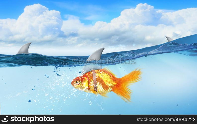 Gold fish with shark flip. Gold fish in water with shark flip on back