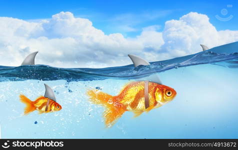 Gold fish with shark flip. Gold fish in water with shark flip on back