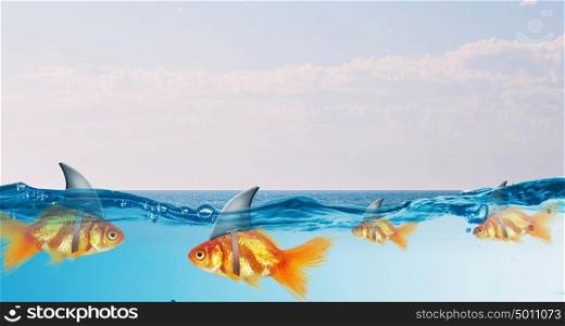 Gold fish with shark flip. Gold fish in water with shark flip on back
