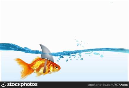 Gold fish with shark flip. Gold fish in water with shark flip on back