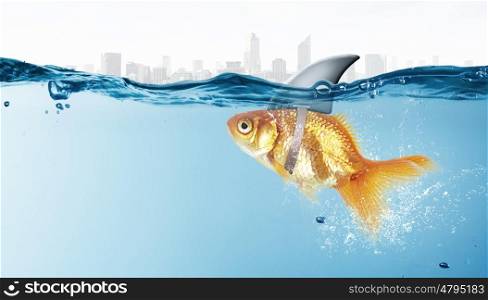 Gold fish with shark flip. Little goldfish in water wearing shark fin to scare predators