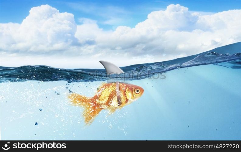 Gold fish with shark flip. Little goldfish in water wearing shark fin to scare predators