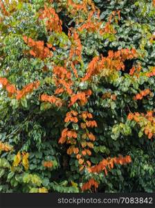 Gold Leaf Bauhinia Aureifolia tree in Thailand