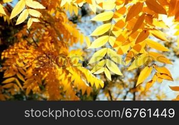 Gold leaves in autumn forest