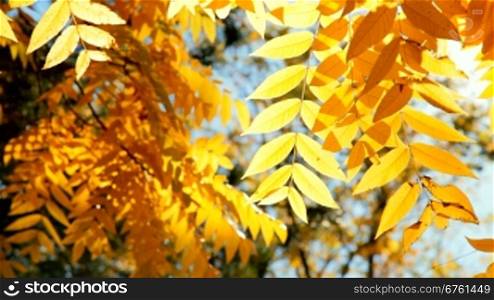 Gold leaves in autumn forest
