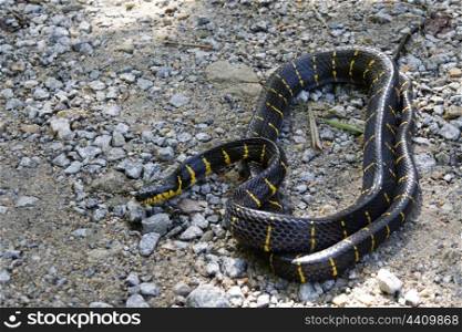 Gold ringed cat snake on the ground