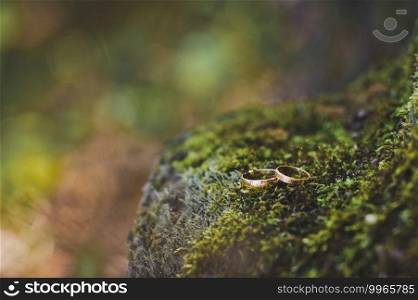 Gold rings lie on the green moss at the roots of the tree.. Wedding rings on green moss on tree roots 2273.