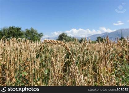 Gold ripe wheat field with sky and clouds on a sunny day in summer. Gold ripe wheat field with sky and clouds