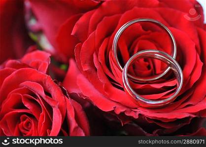 Gold wedding rings and red roses