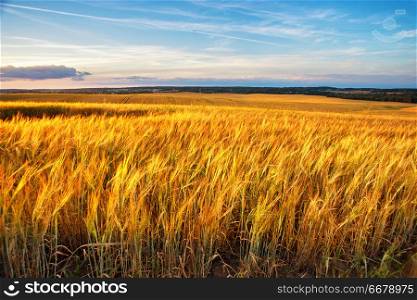 Gold Wheat flied panorama with village on background, rural countryside. Sunset on the crop field. Belarus, Minsk region