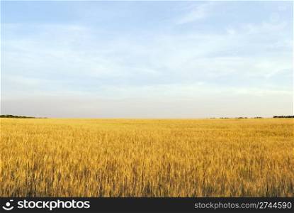 gold wheat meadow landscape. nature crop