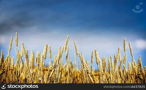 Gold wheat plant on sky background, banner for website with farming concept, selective focus