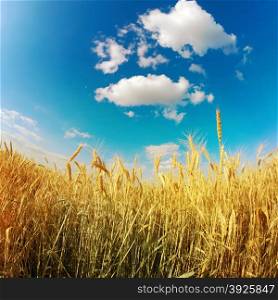 gold wheat under blue sky