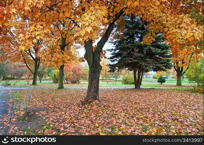 Golden autumn city park (with big maple tree on front)