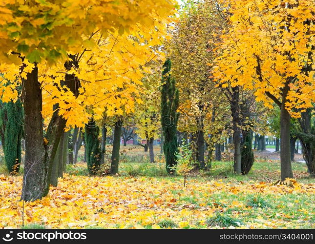 Golden autumn city park (with big yellow maple tree on front)