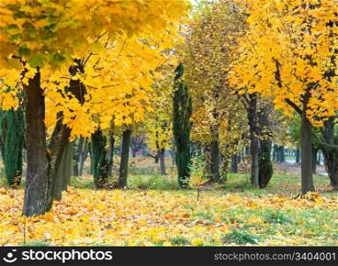 Golden autumn city park (with big yellow maple tree on front)
