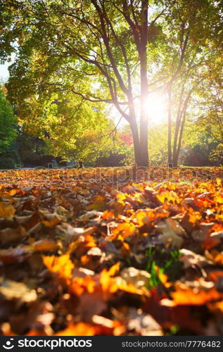 Golden autumn fall October in famous Munich relax place - Englischer Garten. English garden with fallen leaves and golden sunlight. Munchen, Bavaria, Germany. Golden autumn fall October in famous Munich relax place - Englishgarten. Munchen, Bavaria, Germany