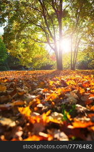 Golden autumn fall October in famous Munich relax place - Englischer Garten. English garden with fallen leaves and golden sunlight. Munchen, Bavaria, Germany. Golden autumn fall October in famous Munich relax place - Englishgarten. Munchen, Bavaria, Germany