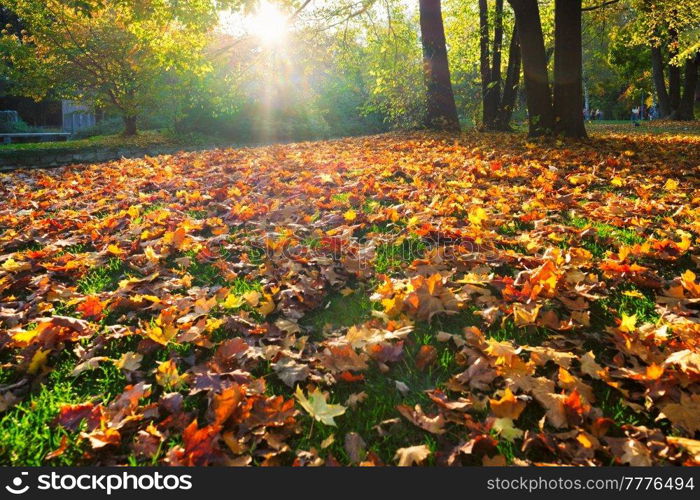 Golden autumn fall October in famous Munich relax place - Englischer Garten. English garden with fallen leaves and golden sunlight. Munchen, Bavaria, Germany. Golden autumn fall October in famous Munich relax place - Englishgarten. Munchen, Bavaria, Germany