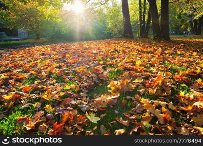 Golden autumn fall October in famous Munich relax place - Englischer Garten. English garden with fallen leaves and golden sunlight. Munchen, Bavaria, Germany. Golden autumn fall October in famous Munich relax place - Englishgarten. Munchen, Bavaria, Germany