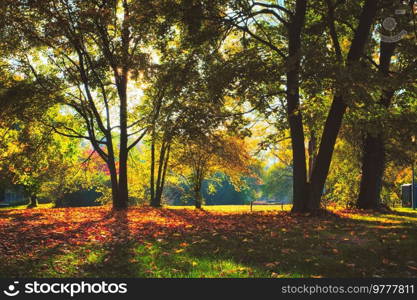 Golden autumn fall October in famous Munich relax place - Englishgarten. English garden with fallen leaves and golden sunlight. Munchen, Bavaria, Germany. Golden autumn fall October in famous Munich relax place - Englishgarten. Munchen, Bavaria, Germany