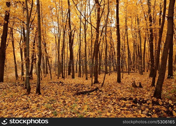Golden autumn in the deciduous forest